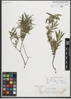 Foto von Salix repens subsp. rosmarinifolia (L.) Andersson